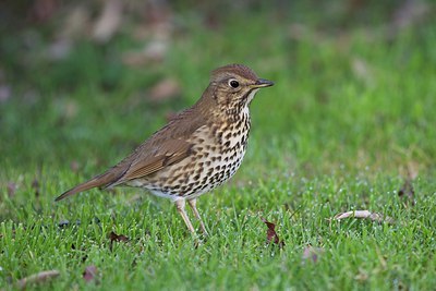BUITEN BEELD Foto: 184346