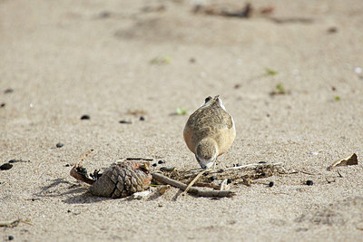 BUITEN BEELD Foto: 184351