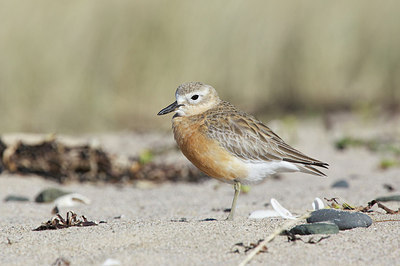 BUITEN BEELD Foto: 184380