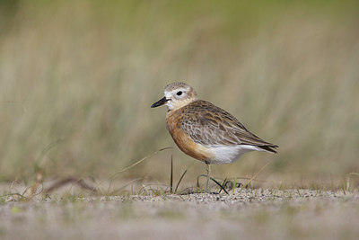 BUITEN BEELD Foto: 184383
