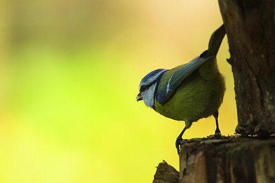 BUITEN BEELD Foto: 184418