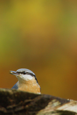 BUITEN BEELD Foto: 184422