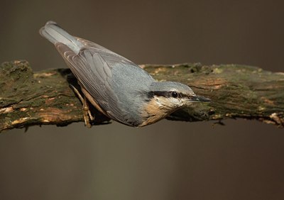 BUITEN BEELD Foto: 184434