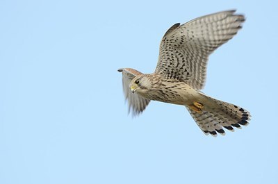 BUITEN BEELD Foto: 184436
