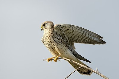 BUITEN BEELD Foto: 184438