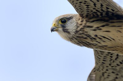 BUITEN BEELD Foto: 184441