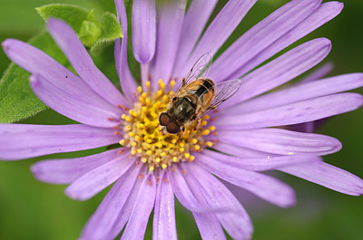 BUITEN BEELD Foto: 184444