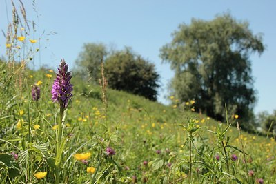 BUITEN BEELD Foto: 184450