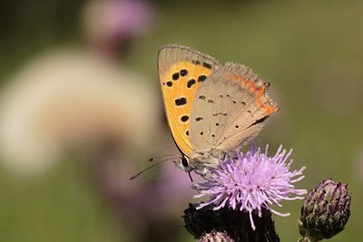 BUITEN BEELD Foto: 184467