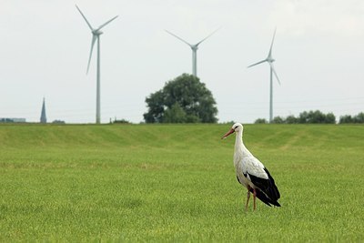 BUITEN BEELD Foto: 184471