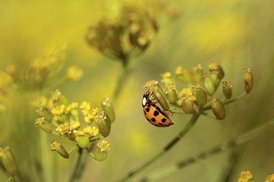 BUITEN BEELD Foto: 184475