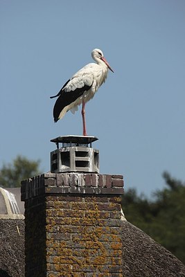 BUITEN BEELD Foto: 184478