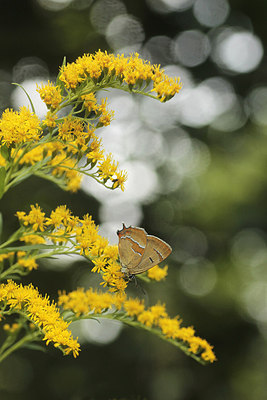 BUITEN BEELD Foto: 184479