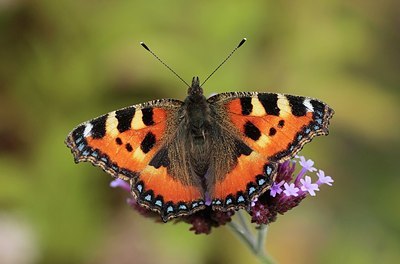 BUITEN BEELD Foto: 184482