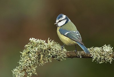 BUITEN BEELD Foto: 184490