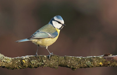 BUITEN BEELD Foto: 184496