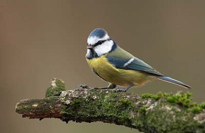 BUITEN BEELD Foto: 184501