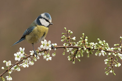 BUITEN BEELD Foto: 184513