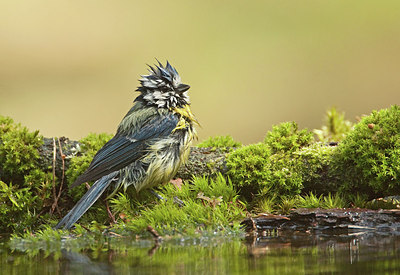 BUITEN BEELD Foto: 184514