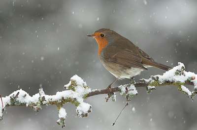BUITEN BEELD Foto: 184522