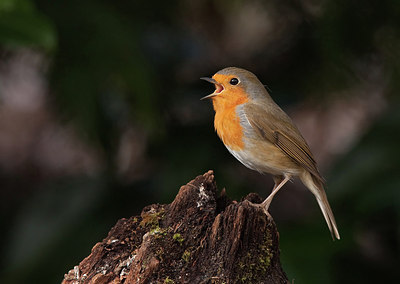 BUITEN BEELD Foto: 184524