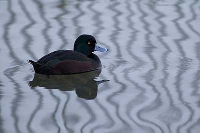 BUITEN BEELD Foto: 184545