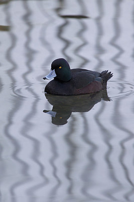 BUITEN BEELD Foto: 184546