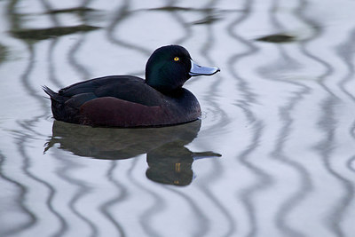BUITEN BEELD Foto: 184547