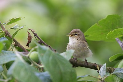 BUITEN BEELD Foto: 184549