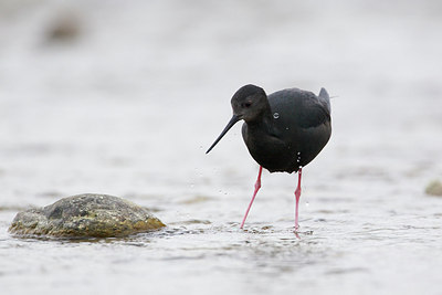BUITEN BEELD Foto: 184579