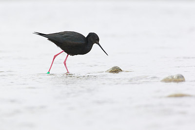 BUITEN BEELD Foto: 184580