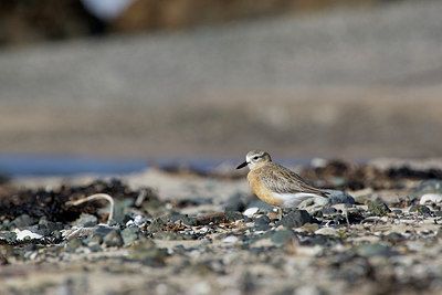 BUITEN BEELD Foto: 184588