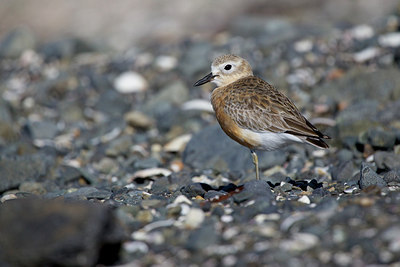 BUITEN BEELD Foto: 184589