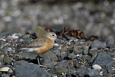 BUITEN BEELD Foto: 184590