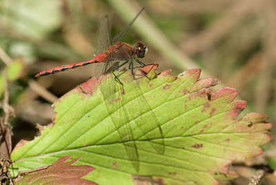 BUITEN BEELD Foto: 184595