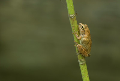 BUITEN BEELD Foto: 184597