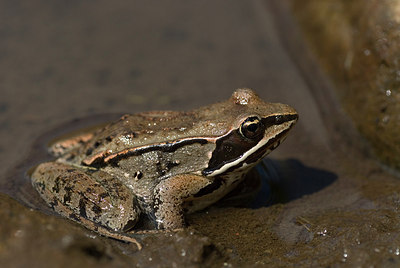 BUITEN BEELD Foto: 184598