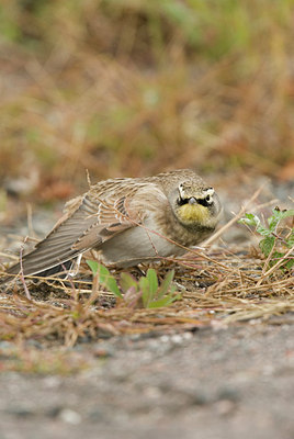 BUITEN BEELD Foto: 184601