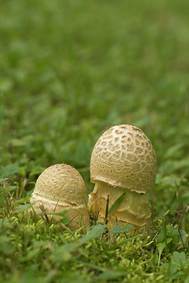 BUITEN BEELD Foto: 184608