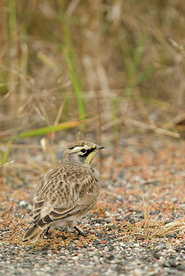 BUITEN BEELD Foto: 184610