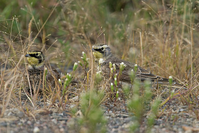 BUITEN BEELD Foto: 184612