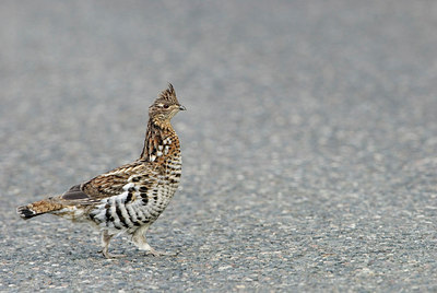 BUITEN BEELD Foto: 184615