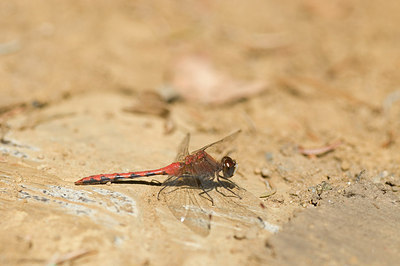 BUITEN BEELD Foto: 184617