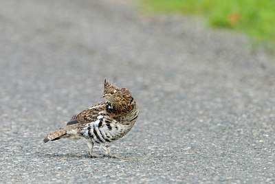 BUITEN BEELD Foto: 184625