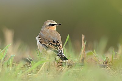 BUITEN BEELD Foto: 184642