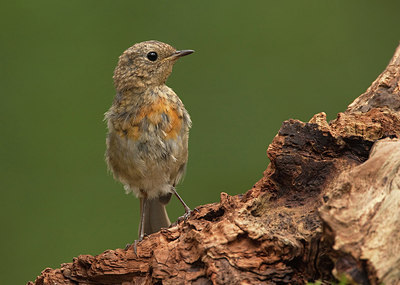 BUITEN BEELD Foto: 184676