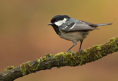 BUITEN BEELD Foto: 184679