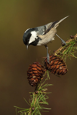 BUITEN BEELD Foto: 184682