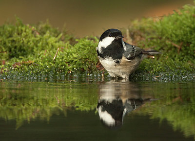 BUITEN BEELD Foto: 184683