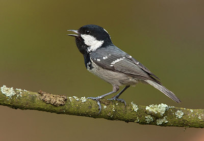 BUITEN BEELD Foto: 184684